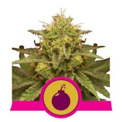 10 UND FEM - ROYAL DOMINA * ROYAL QUEEN 10 UND FEMINIZADAS