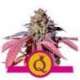 10 UND FEM - PURPLE QUEEN * ROYAL QUEEN 10 UND FEMINIZADAS