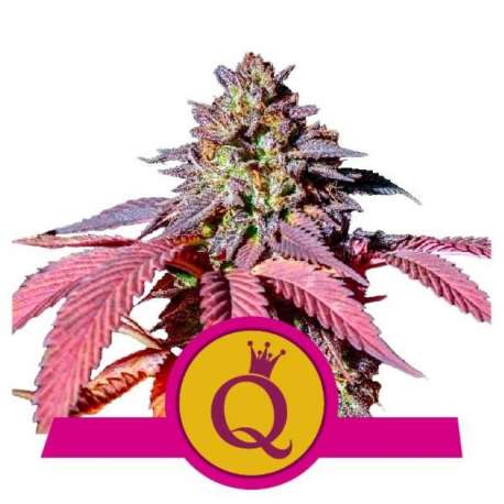 10 UND FEM - PURPLE QUEEN * ROYAL QUEEN 10 UND FEMINIZADAS