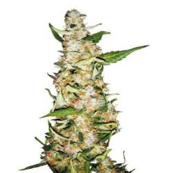 3 UND FEM - SKUNK Nº 1 AUTOMATIC * SENSI SEEDS 3 UND FEMINIZADAS