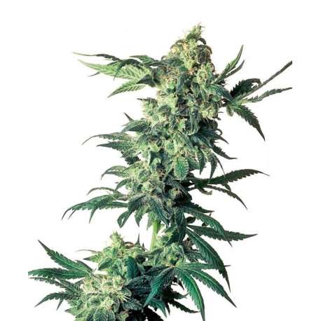 3 UND FEM - NORTHERN LIGHTS * SENSI SEEDS 3 UND FEMINIZADAS