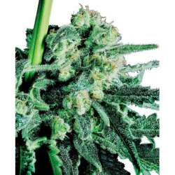 3 UND FEM - SENSI SKUNK * SENSI SEEDS FEMINIZADA 3 UND