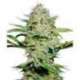 3 UND FEM - SENSI SKUNK AUTOMATIC * SENSI SEEDS FEMINIZADA 3 UND