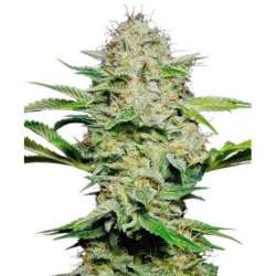 3 UND FEM - SENSI SKUNK AUTOMATIC * SENSI SEEDS FEMINIZADA 3 UND