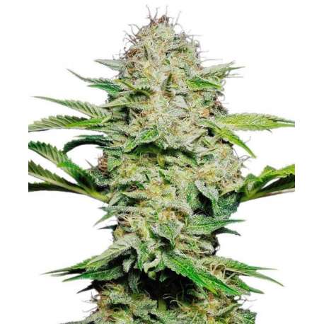 3 UND FEM - SENSI SKUNK AUTOMATIC * SENSI SEEDS FEMINIZADA 3 UND