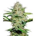 3 UND FEM - SENSI SKUNK AUTOMATIC * SENSI SEEDS FEMINIZADA 3 UND