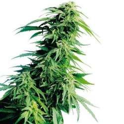 3 UND FEM - HINDU KUSH ® * SENSI SEEDS 3 UND FEMINIZADAS