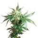 3 UND FEM - BLACK DOMINA ® * SENSI SEEDS 3 UND FEMINIZADAS