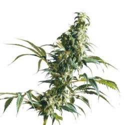 3 UND FEM - MEXICAN SATIVA * SENSI SEEDS FEMINIZADA 3 UND