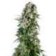 3 UND FEM - BIG BUD AUTOMATIC * SENSI SEEDS 3 UND FEMINIZADAS