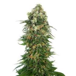 3 UND FEM - SHIVA SKUNK AUTOMATIC * SENSI SEEDS 3 UND FEMINIZADAS