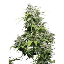 3 UND FEM - CALIFORNIA INDICA * SENSI SEEDS FEMINIZADA 3 UND