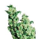 3 UND FEM - JACK HERER * SENSI SEEDS FEMINIZADA 3 UND