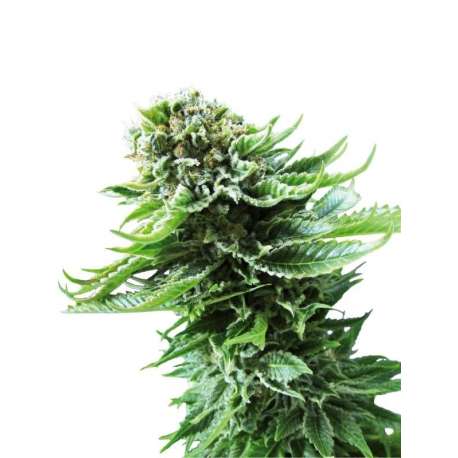 5 UND FEM - NORTHERN LIGHTS AUTOMATIC * SENSI SEEDS 5 UND FEMINIZADAS