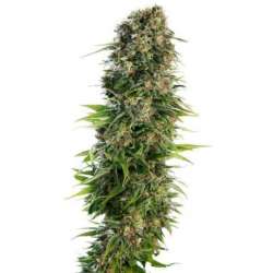 5 UND FEM - HINDU KUSH AUTOMATIC ® * SENSI SEEDS 5 UND FEMINIZADAS