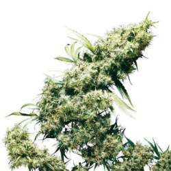 5 UND FEM - JAMAICAN PEARL * SENSI SEEDS FEMINIZADA 5 UND