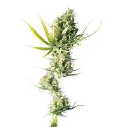 5 UND FEM - DURBAN * SENSI SEEDS FEMINIZADA 5 UND