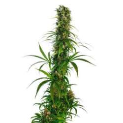 5 UND FEM - MICHKA LTD * SENSI SEEDS FEMINIZADA 5 UND