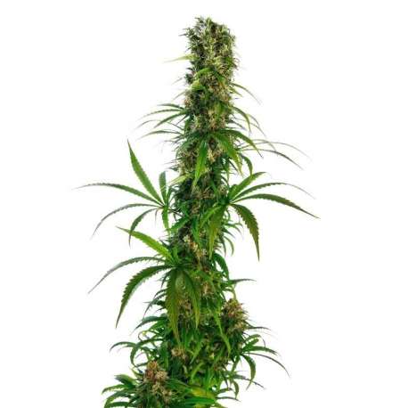 5 UND FEM - MICHKA LTD * SENSI SEEDS FEMINIZADA 5 UND