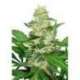 10 UND FEM - SUPER SKUNK AUTOMATIC * SENSI SEEDS 10 UND FEMINIZADAS