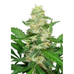 10 UND FEM - SUPER SKUNK AUTOMATIC * SENSI SEEDS 10 UND FEMINIZADAS