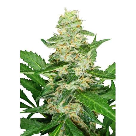 10 UND FEM - SUPER SKUNK AUTOMATIC * SENSI SEEDS 10 UND FEMINIZADAS