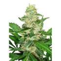 10 UND FEM - SUPER SKUNK AUTOMATIC * SENSI SEEDS 10 UND FEMINIZADAS