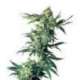 10 UND FEM - NORTHERN LIGHTS * SENSI SEEDS 10 UND FEMINIZADAS
