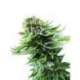 10 UND FEM - NORTHERN LIGHTS AUTOMATIC * SENSI SEEDS 10 UND FEMINIZADAS