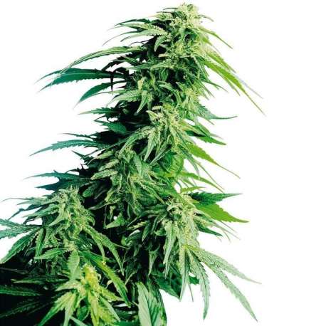 10 UND FEM - HINDU KUSH ® * SENSI SEEDS 10 UND FEMINIZADAS