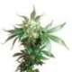 10 UND FEM - BLACK DOMINA ® * SENSI SEEDS 10 UND FEMINIZADAS