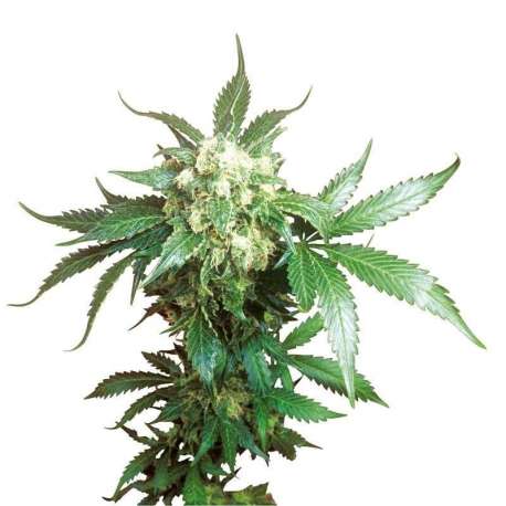 10 UND FEM - BLACK DOMINA ® * SENSI SEEDS 10 UND FEMINIZADAS