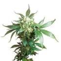 10 UND FEM - BLACK DOMINA ® * SENSI SEEDS 10 UND FEMINIZADAS