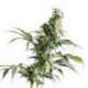 10 UND FEM - MEXICAN SATIVA * SENSI SEEDS FEMINIZADA 10 UND