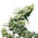 10 UND FEM - JAMAICAN PEARL * SENSI SEEDS FEMINIZADA 10 UND