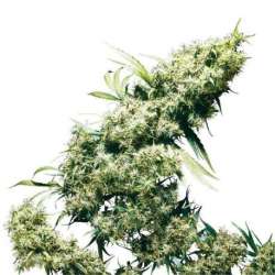 10 UND FEM - JAMAICAN PEARL * SENSI SEEDS FEMINIZADA 10 UND