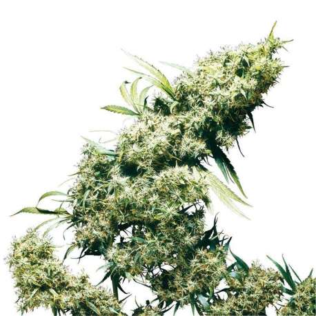 10 UND FEM - JAMAICAN PEARL * SENSI SEEDS FEMINIZADA 10 UND