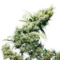 10 UND FEM - JAMAICAN PEARL * SENSI SEEDS FEMINIZADA 10 UND