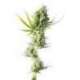 10 UND FEM - DURBAN * SENSI SEEDS FEMINIZADA 10 UND