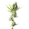 10 UND FEM - DURBAN * SENSI SEEDS FEMINIZADA 10 UND