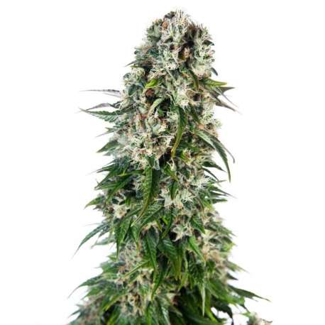 10 UND FEM - BIG BUD AUTOMATIC * SENSI SEEDS 10 UND FEMINIZADAS