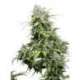 10 UND FEM - CALIFORNIA INDICA * SENSI SEEDS FEMINIZADA 10 UND