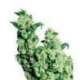 10 UND FEM - JACK HERER * SENSI SEEDS FEMINIZADA 10 UND
