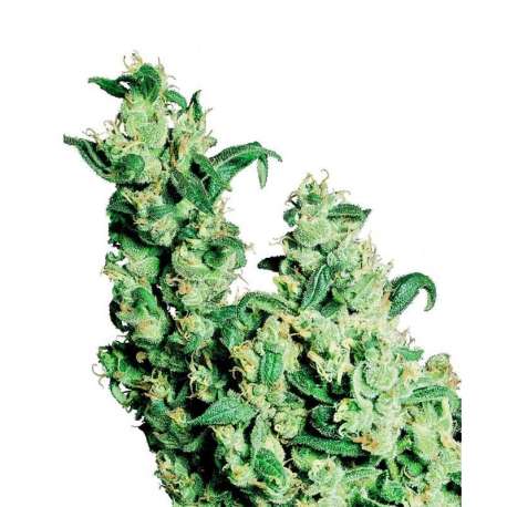 10 UND FEM - JACK HERER * SENSI SEEDS FEMINIZADA 10 UND