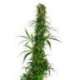 10 UND FEM - MICHKA LTD * SENSI SEEDS FEMINIZADA 10 UND