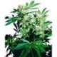 25 UND FEM - SENSI SKUNK * SENSI SEEDS FEMINIZADA 25 UND