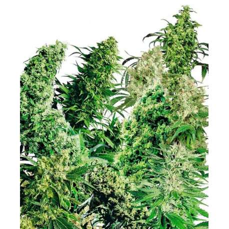 INDOOR MIX® * SENSI SEEDS