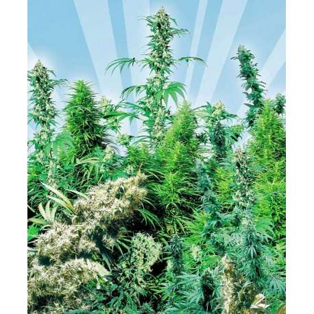 OUTDOOR MIX® * SENSI SEEDS