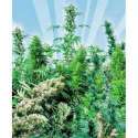 OUTDOOR MIX® * SENSI SEEDS