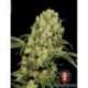 6 UND FEM - AK-47 * SERIOUS SEEDS 6 UND FEMINIZADAS